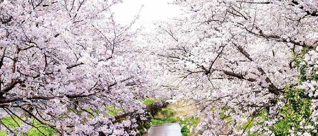 現地周辺の桜（約410m）